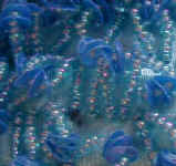 bead beads bags handbags art export bali indonesia