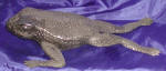 Silver Plated Bronze Frog