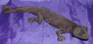 Silver Plated Bronze Gecko