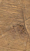 sandalwood wood used in Bali wood carvings 